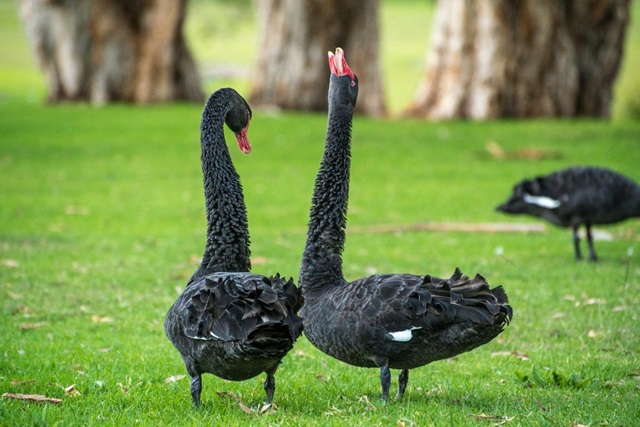 Plumage de volaille : Comprendre et apprécier la beauté des plumes